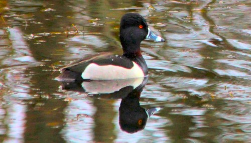 Ring-necked Duck